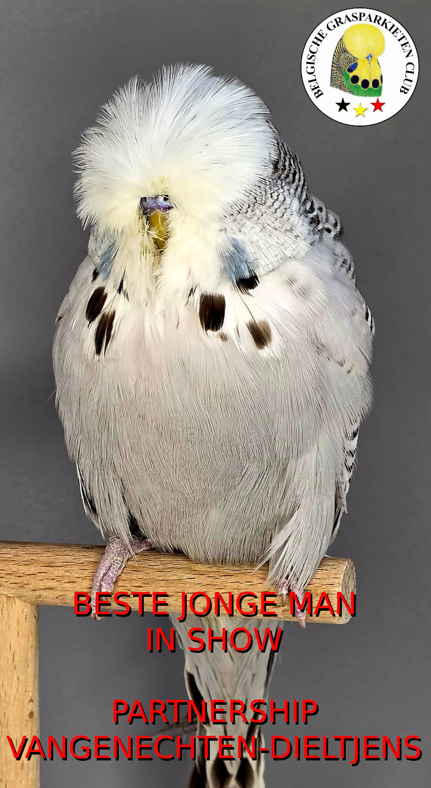 BGC Show 2025 Beste Jonge Man in Show - partnership Vangeneghten-Dieltjens