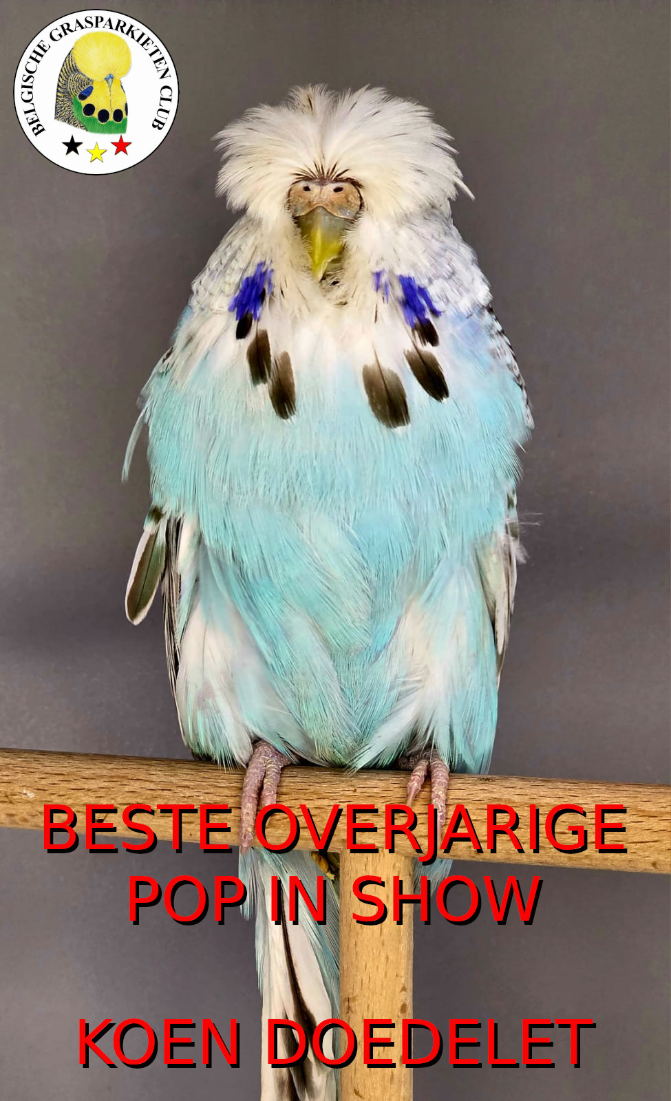 BGC Show 2025 Beste Overjarige Pop in Show - Koen Doedelet