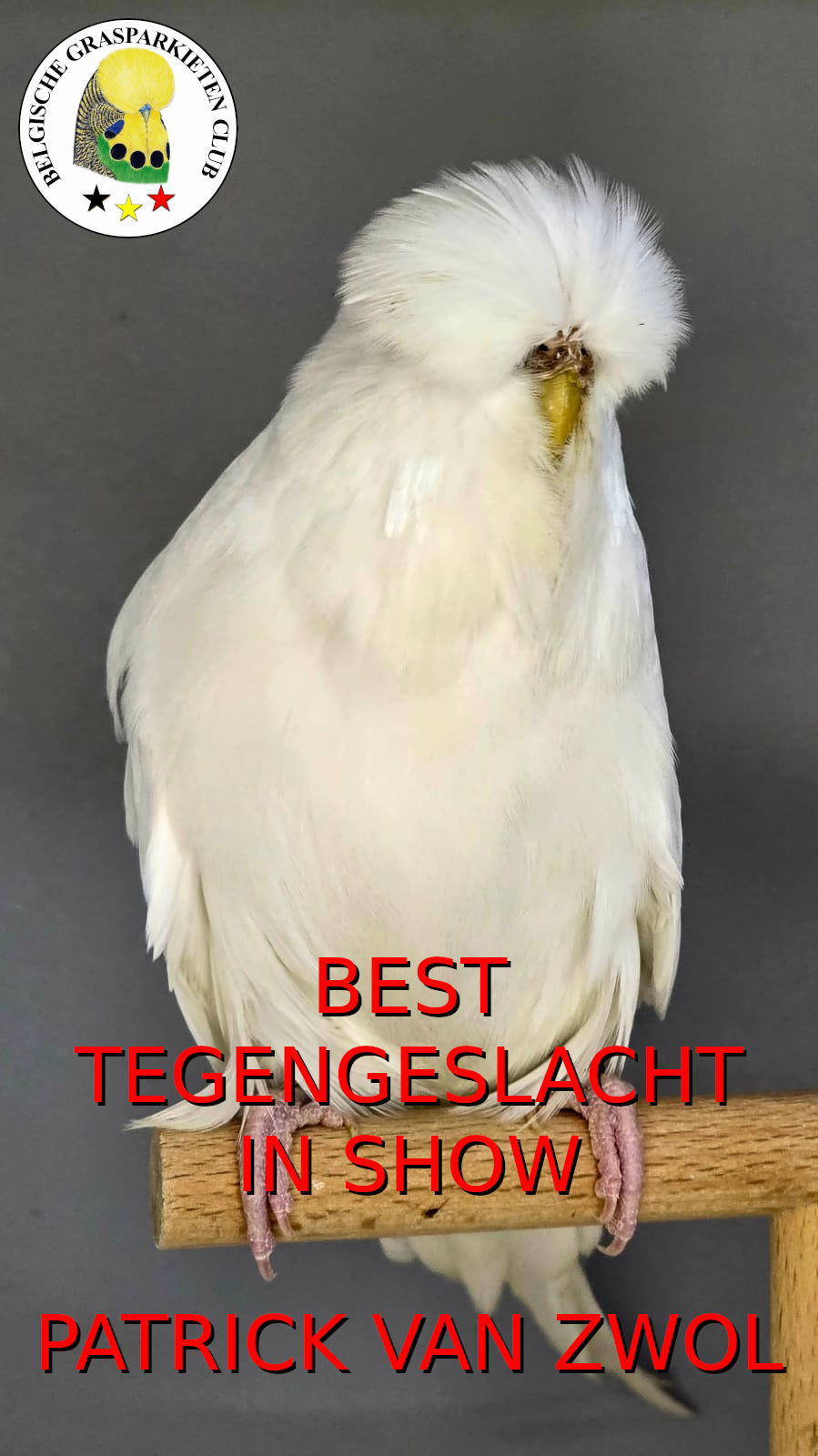 BGC Show 2025 Best In Show Kleurgrasparkieten - Nico Hermans