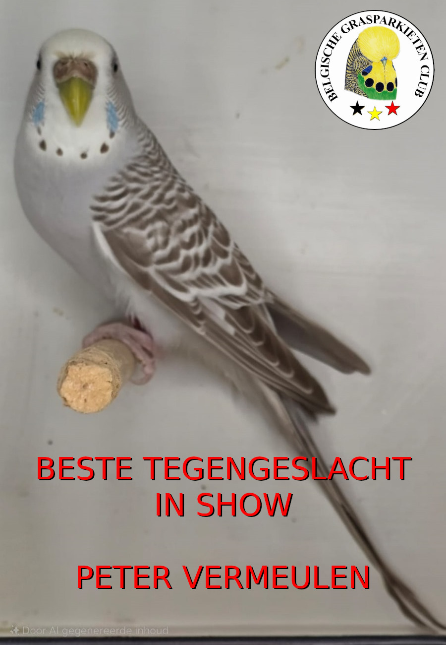BGC Show 2025 Beste Tegengeslcht In Show Kleurgrasparkieten - Peter Vermeulen